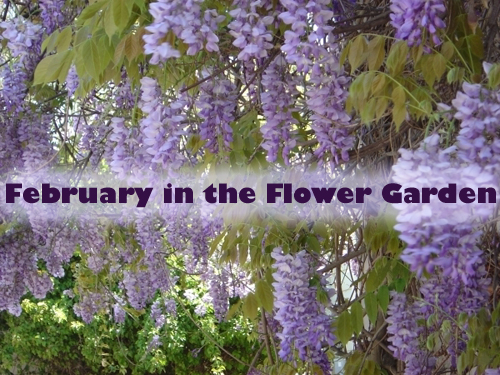 February in The Flower Garden