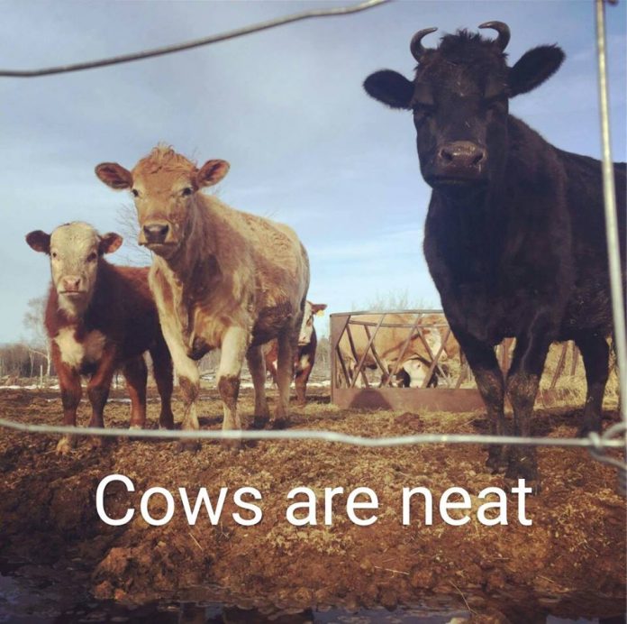 Cows are Neat