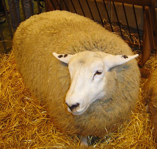 Ultimate Reasons Why You Should Consider Raising Sheep for Milk