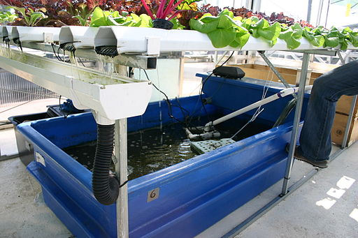 Aquaponics: The Perfect Marriage of Agriculture and Aquaculture