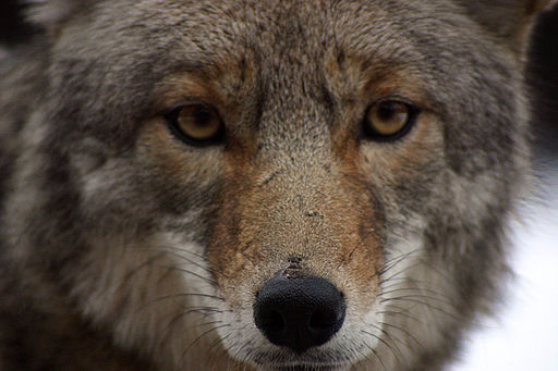 Homestead Predators - Coyotes Work in Teams