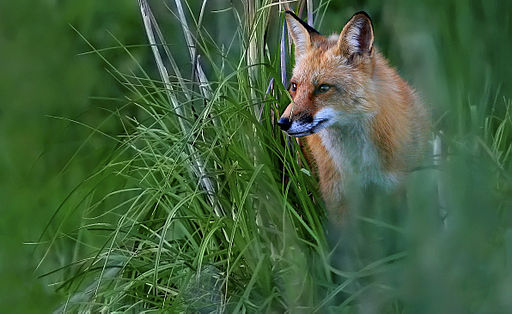 How to Repel Urban Fox from Your Garden by Using a Radio