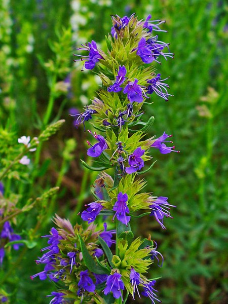 Herb Garden Plants  – Hyssop for Catarrh