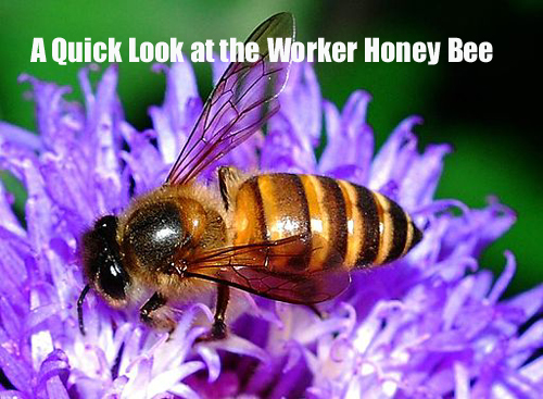 A Quick Look at The Worker Honey Bee