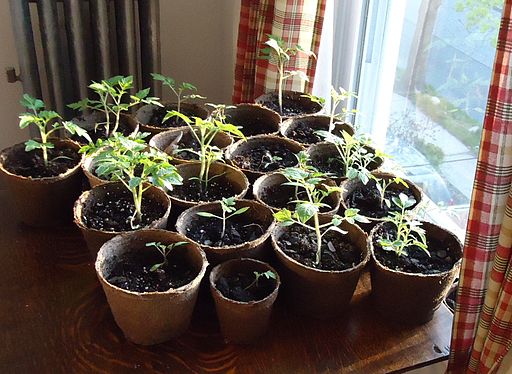 Sowing Seeds and Transplant Seedling of Vegetables
