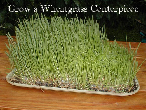 Grow a Wheatgrass Centerpiece