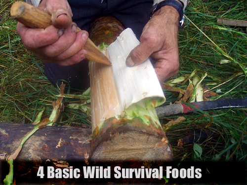 4 Basic Wild Survival Foods