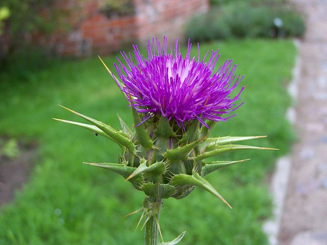 Milk Thistle is Good for More Than Just The Liver