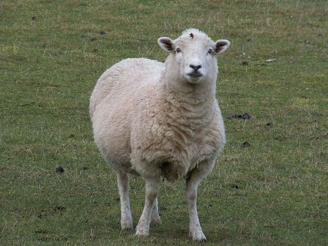 Sheep Farming – Choose The Type of Sheep Breeds That Will Be Most Suitable For You