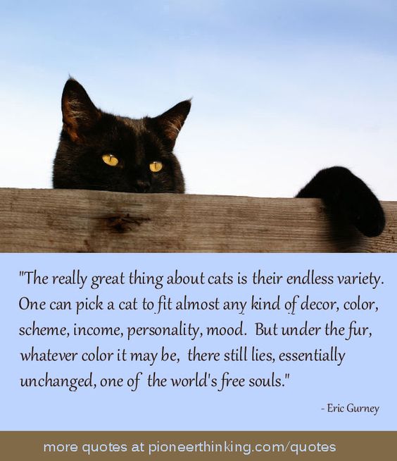 The Really Great Thing About Cats - Eric Gurney