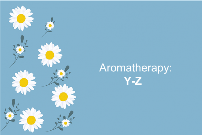 Aromatherapy: Y-Z