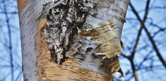 The Benefits of Birch Essential Oil