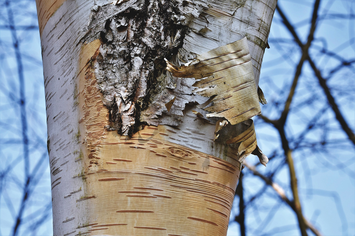 The Benefits of Birch Essential Oil