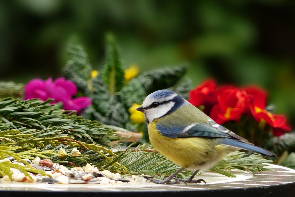 Attracting Birds to The Garden - Pioneerthinking.com