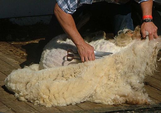 Don’t Go Raising Sheep for Wool Without Reading This!