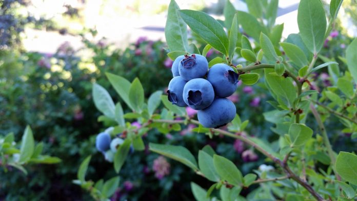 Growing Blueberries at Home