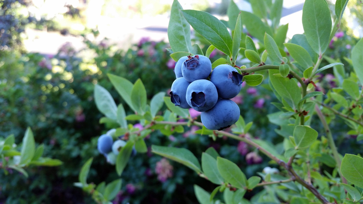 Growing Blueberries at Home