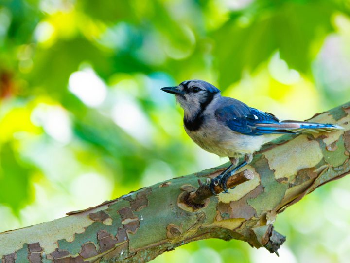 How to Attract and Keep Bluebirds in Your Yard and Gardens Year Around