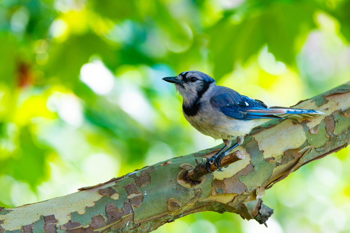 How to Attract and Keep Bluebirds in Your Yard and Gardens Year Around
