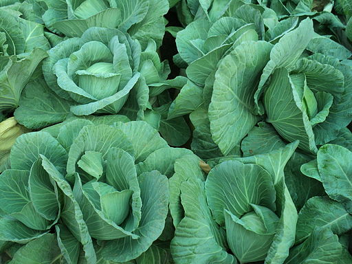 Herbal Adventures – The Cabbage and Mustard Family