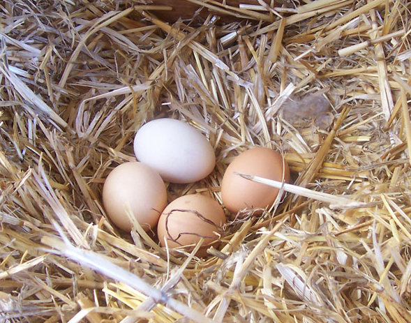 Are Fresh Eggs From Pastured Poultry Healthier?