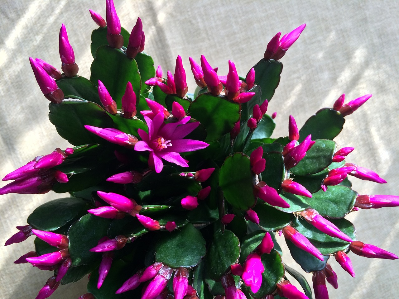 Cactus and Christmas Cactus