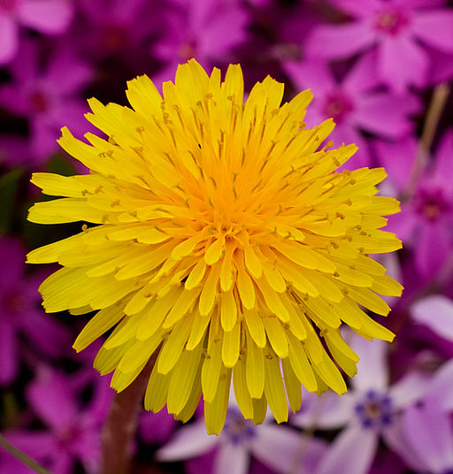 Why I Like Dandelion as a Natural Herb