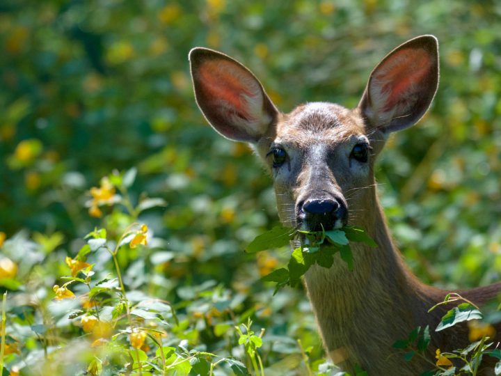 The Top 5 Forage Choices for Deer Food Plots