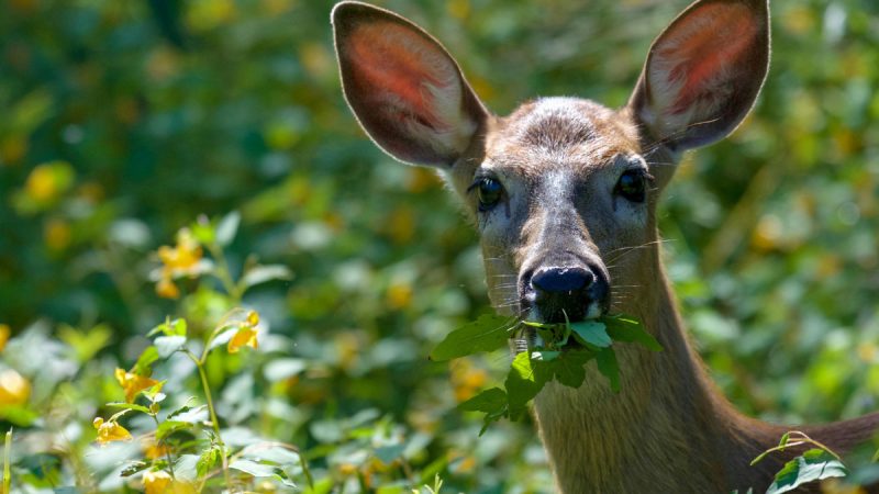 The Top 5 Forage Choices for Deer Food Plots