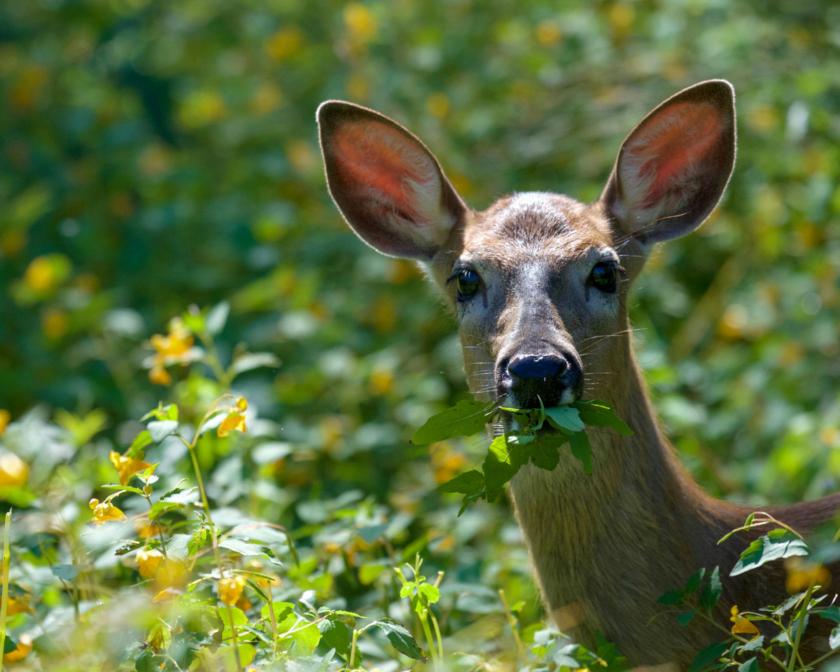 The Top 5 Forage Choices for Deer Food Plots