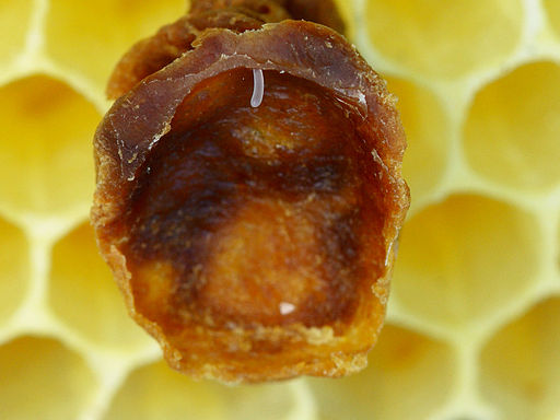 Using Royal Jelly for Skin Care
