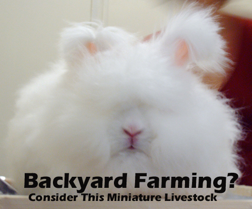 Backyard Farming? Consider This Miniature Livestock