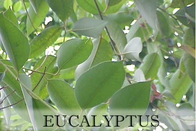 Eucalyptus_Kurt Stüber-1