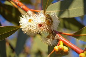 eucalyptus dives infections pioneerthinking