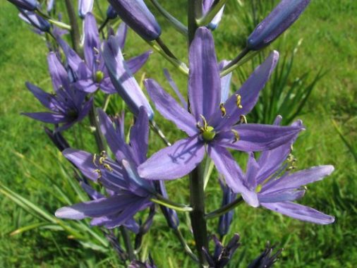 evelyn-simak-wild_hyacinths_camassia-525x394
