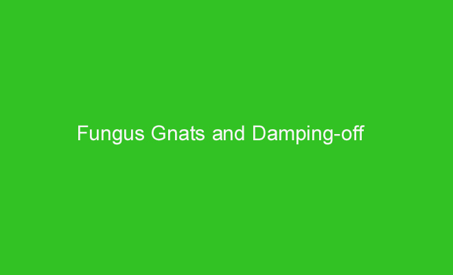 Fungus Gnat and Damping-Off Control