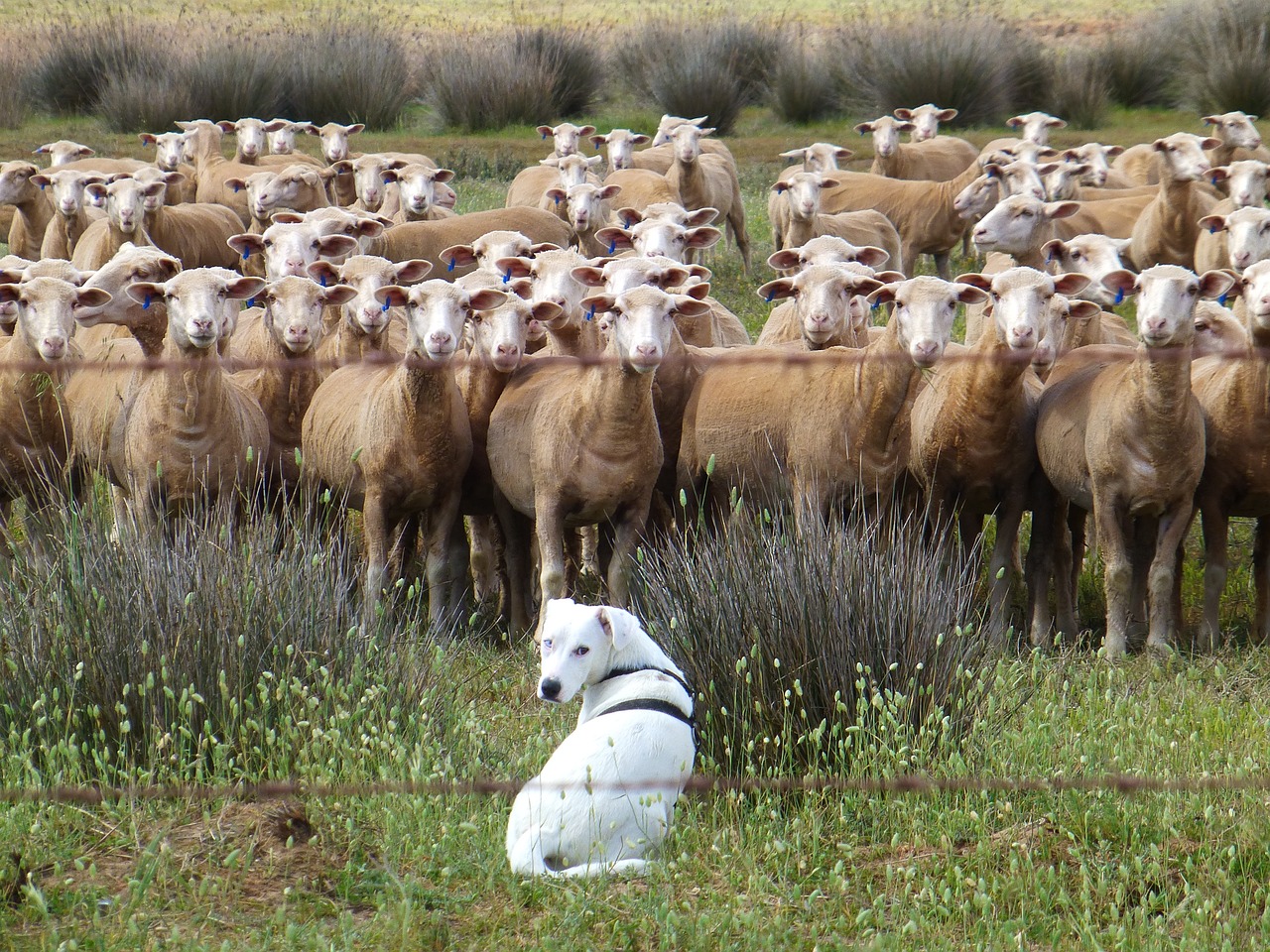 Livestock Guardian Dogs: The Natural Solution for Predator Control