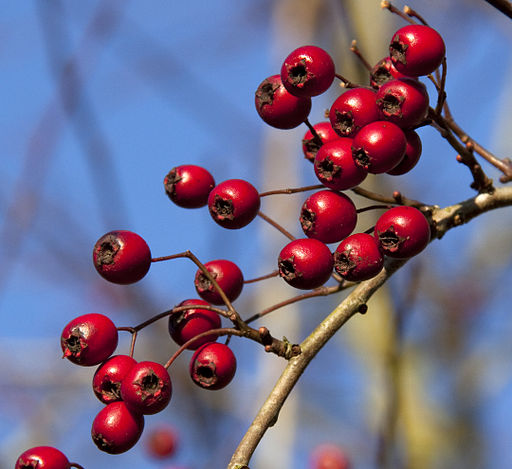 Strengthen The Heart with Hawthorn Berry