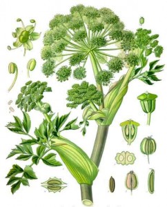 Impacting Health – The Angelica Herb