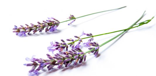 Lavender Essential Oil Use