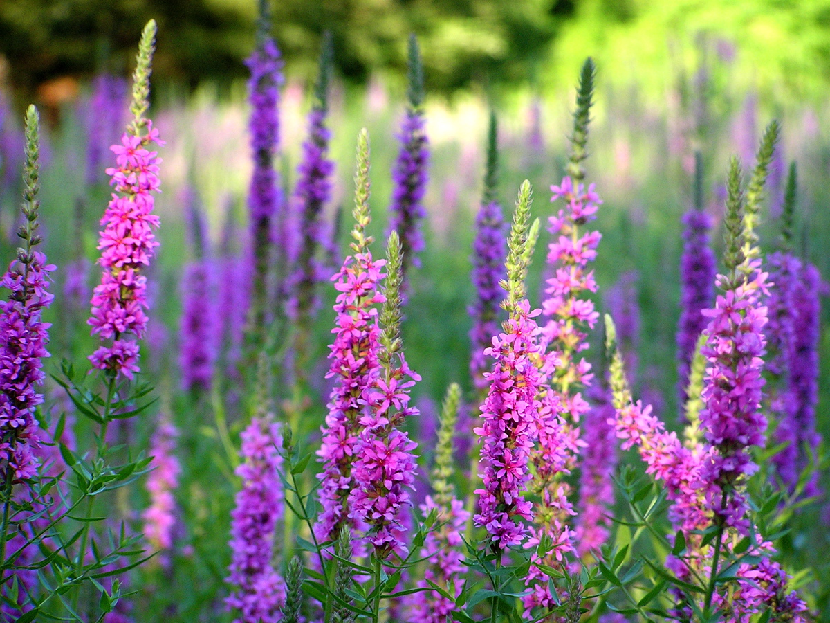What You Can Do to Control Purple Loosestrife