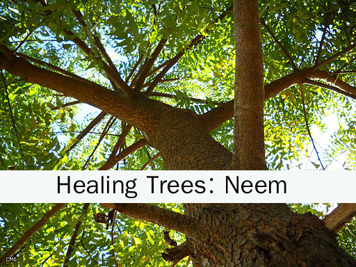 Healing Trees for Ailing Man – Neem