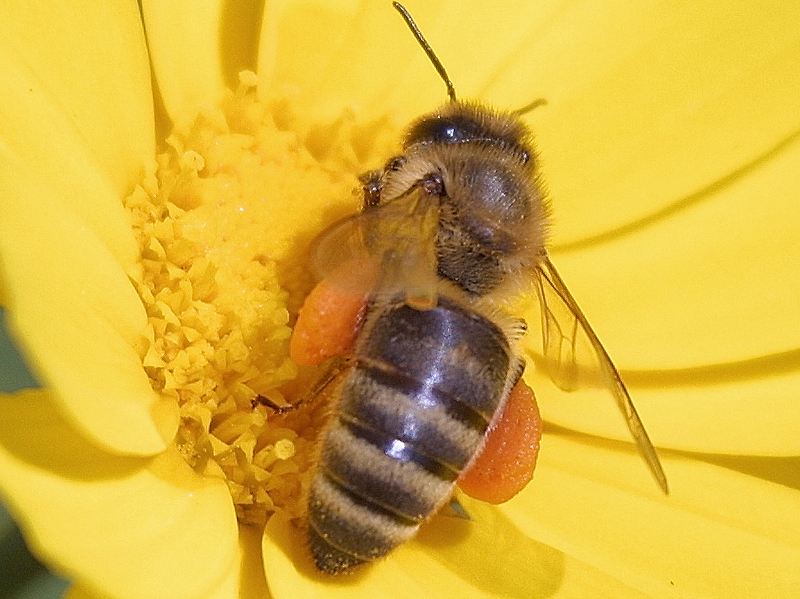 20 Amazing Honey Bee Facts!