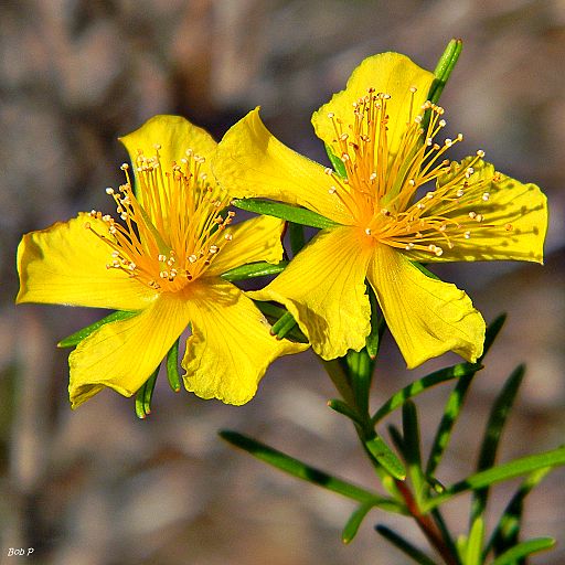 St. John’s Wort – How to Make Your Own Infused Oil