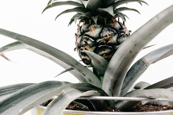Pineapple Top Plant