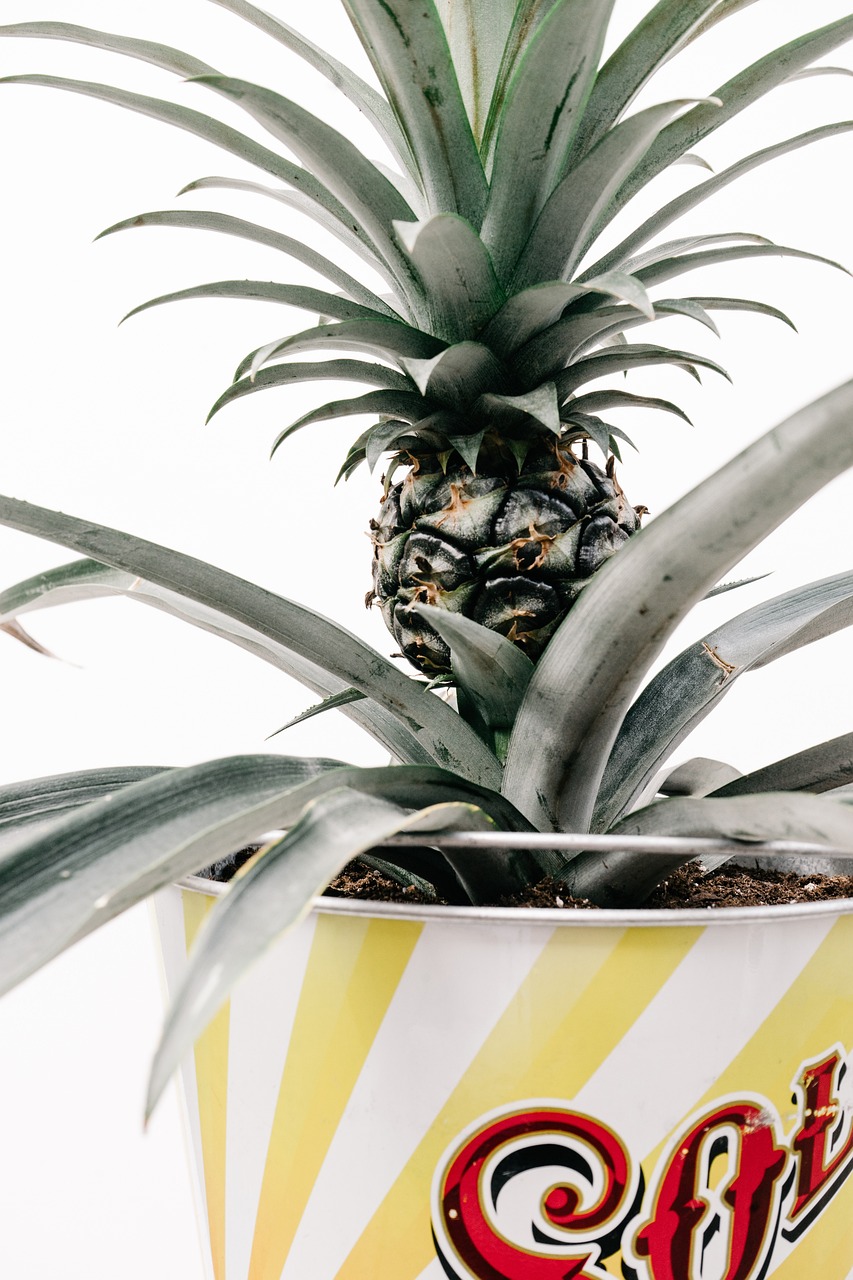 Pineapple Top Plant