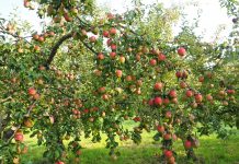 Fruit Trees for Northern Latitudes Fruit Trees for Northern Latitudes