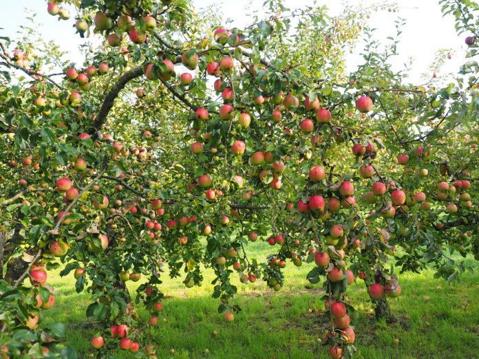Fruit Trees for Northern Latitudes
