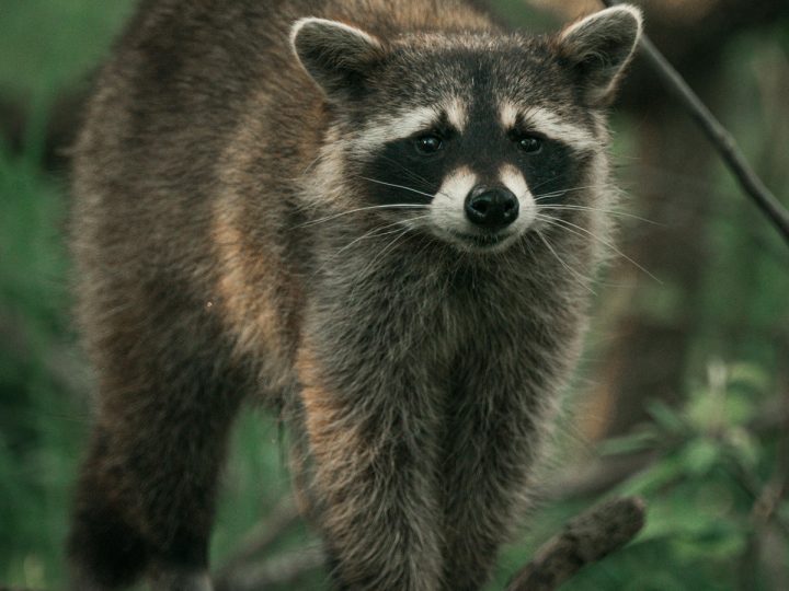Homestead Predators – Raccoons Are Clever