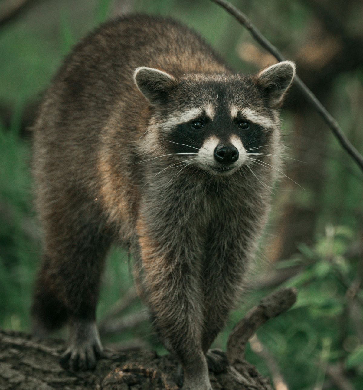 Homestead Predators – Raccoons Are Clever